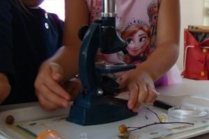 How to set up and use a microscope