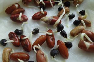 Learning about germination
