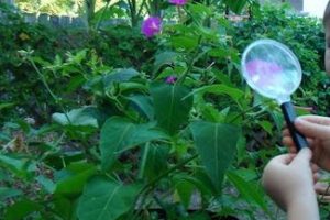 Magnify-explore outdoor with magnifying glass