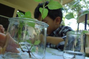Roots - how do plants grow