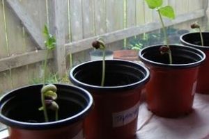 Sunshine, water, soil and growing success